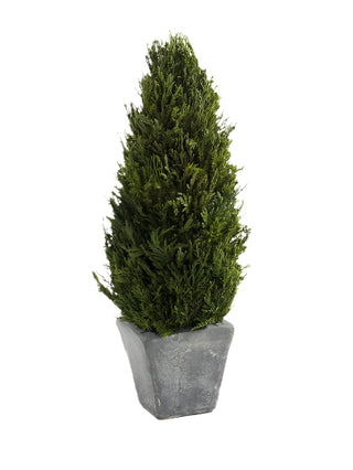 Cypress Tree Topiary, Small - La Cuisine