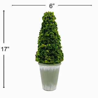 Preserved 17" Cockscomb Cone Topiary Plant - La Cuisine