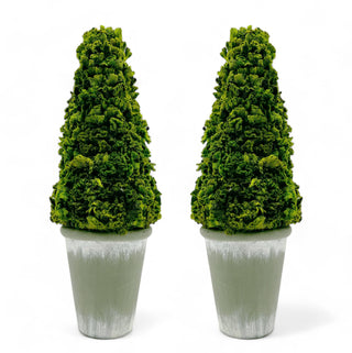 Preserved 17" Cockscomb Cone Topiary Plant - La Cuisine