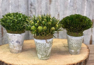 Garden Pots, set of 2 - La Cuisine