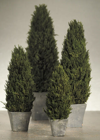 Cypress Tree Topiary, Small - La Cuisine