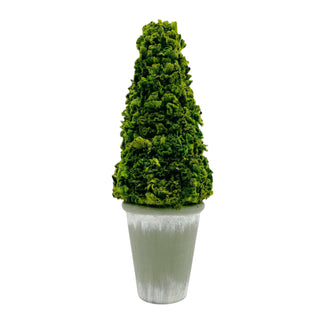 Preserved 17" Cockscomb Cone Topiary Plant