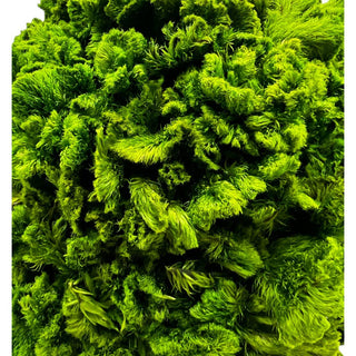 Preserved 17" Cockscomb Cone Topiary Plant