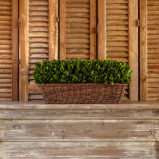 Preserved XL Boxwood Hedge Basket - La Cuisine