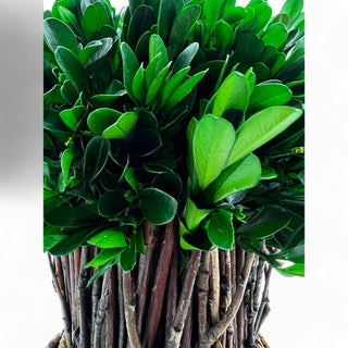 Preserved 10" Boxwood Standing Topiary Plant