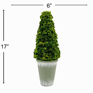 Preserved 17" Cockscomb Cone Topiary Plant