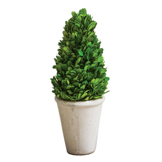 Boxwood Cone Topiary, 13.5" - La Cuisine