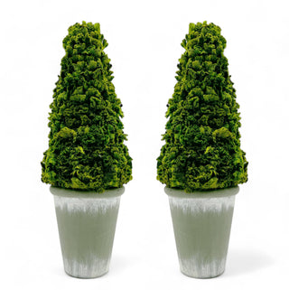 Preserved 17" Cockscomb Cone Topiary Plant