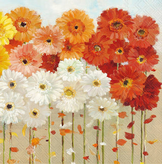 Daisies Paper Cocktail Napkin Pkg/20
